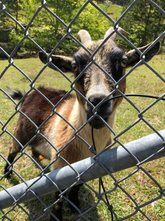 Figure 3. Buford Dam Maintenance - A playful member of The Chew Crew takes a break to greet visitors.