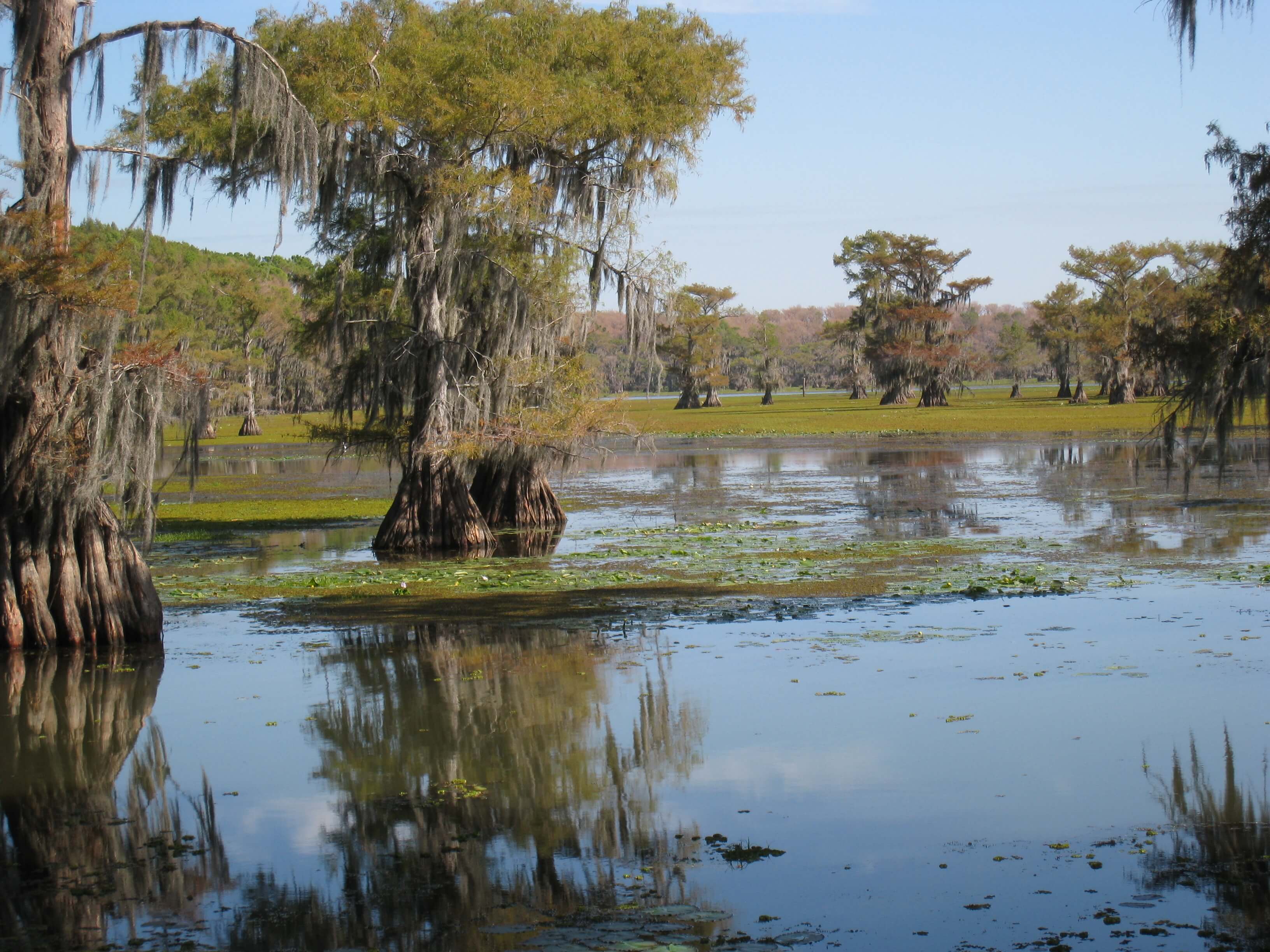 The Big Cypress/Caddo Sustainable Rivers project involves Caddo Lake, located in Northeast Texas, and its contributing tributaries and associated wetlands. The watershed is approximately 2,970 square miles, about a third of which is regulated by Lake o’ the Pines and other upstream reservoirs.