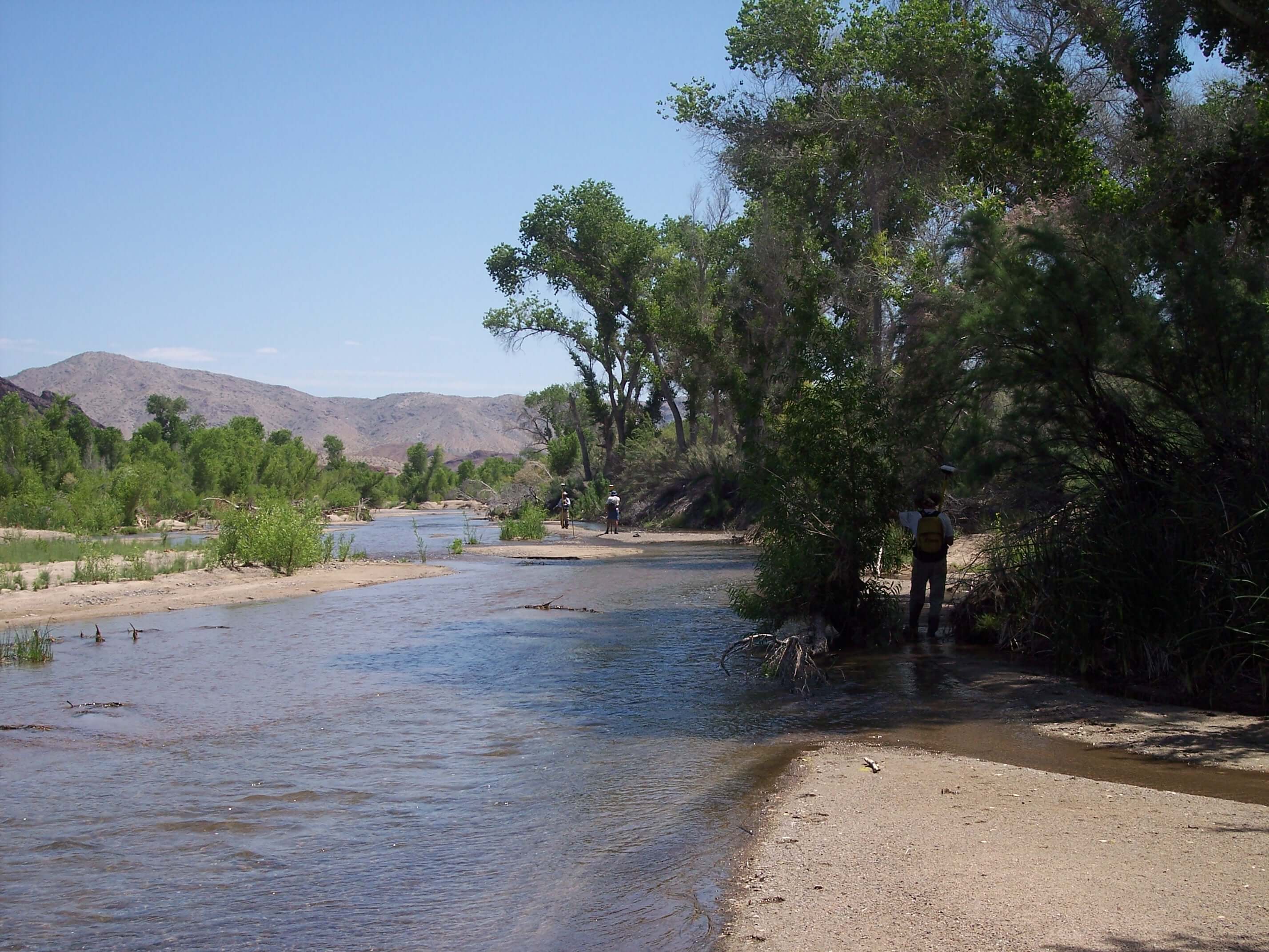 Scientists, engineers, and other professionals from a variety of organizations have nurtured the investigation of ecological dynamics related to flow management for the Bill Williams River. The rich scientific understanding produced by these efforts helps inform operations of Alamo Dam.