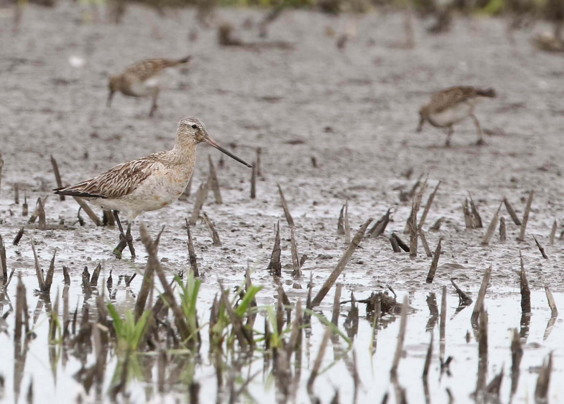 A bar-tailed godwit foraging on freshly exposed mudflats at Lake Red Rock. Water levels are adjusted in the lake to attract shorebirds during migration periods. Exposed mudflats are ideal habitat and provide foraging opportunities for shorebirds.