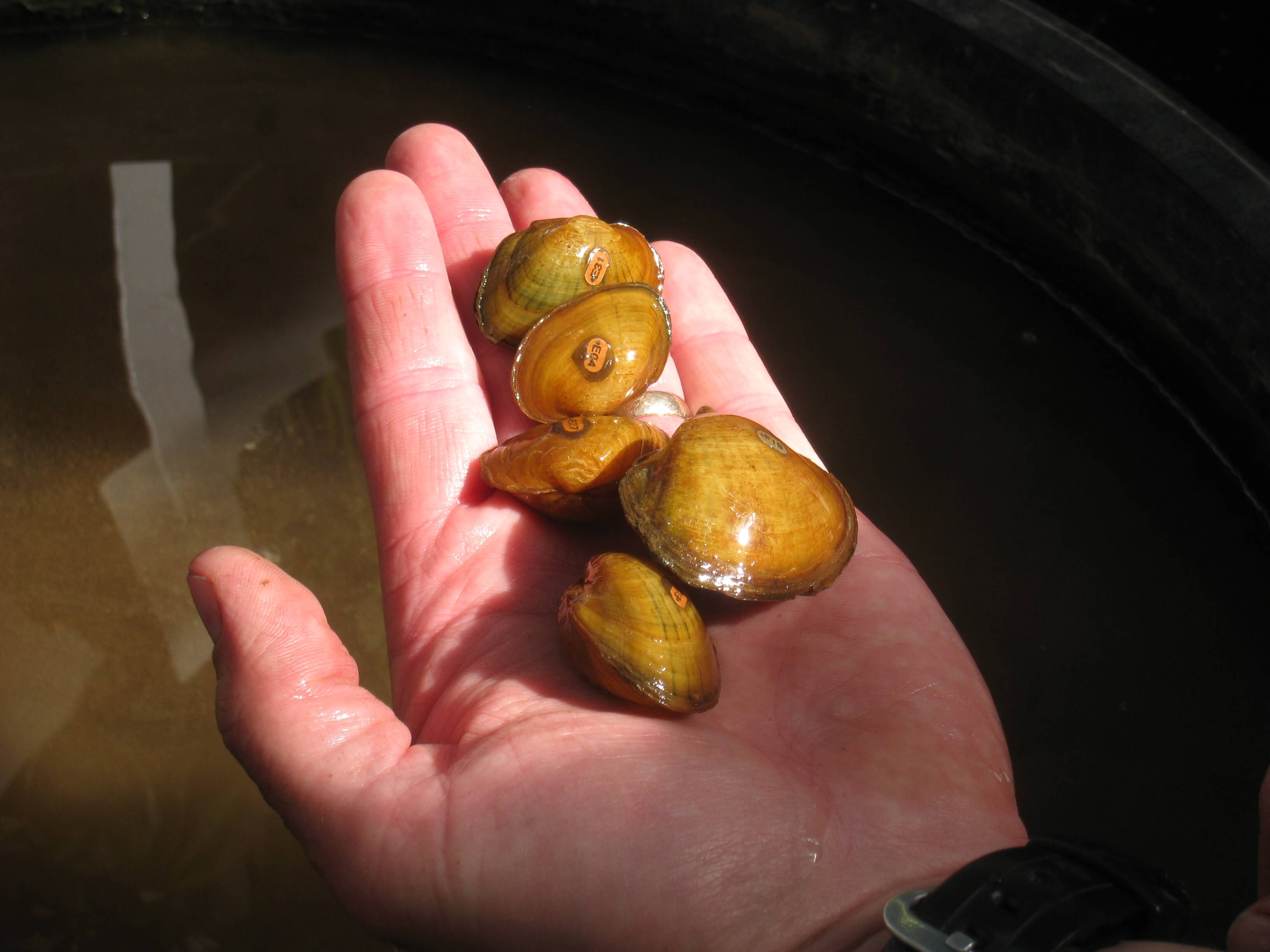 Adult mussels are tagged and held to allow for spawning.  Offspring are reared and stocked in local rivers to restore naturally occurring populations.  The Center for Mollusk Conservation has worked with over 70 species of freshwater mussels.
