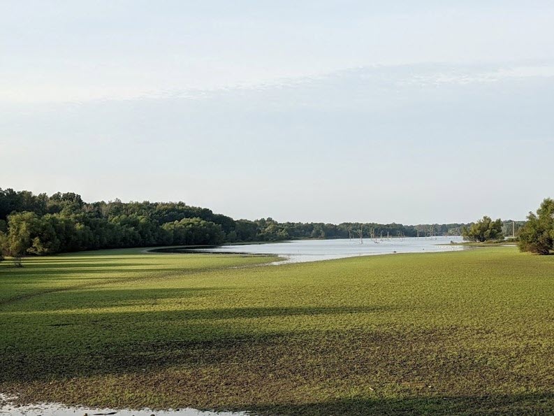 A dense carpet of vegetation quickly covered shoreline areas that were exposed by a carefully managed drawdown of the Carlyle Reservoir on the Kaskaskia River. Riparian vegetation lessens erosion, improves water quality, and provides habitat for fish and wildlife.