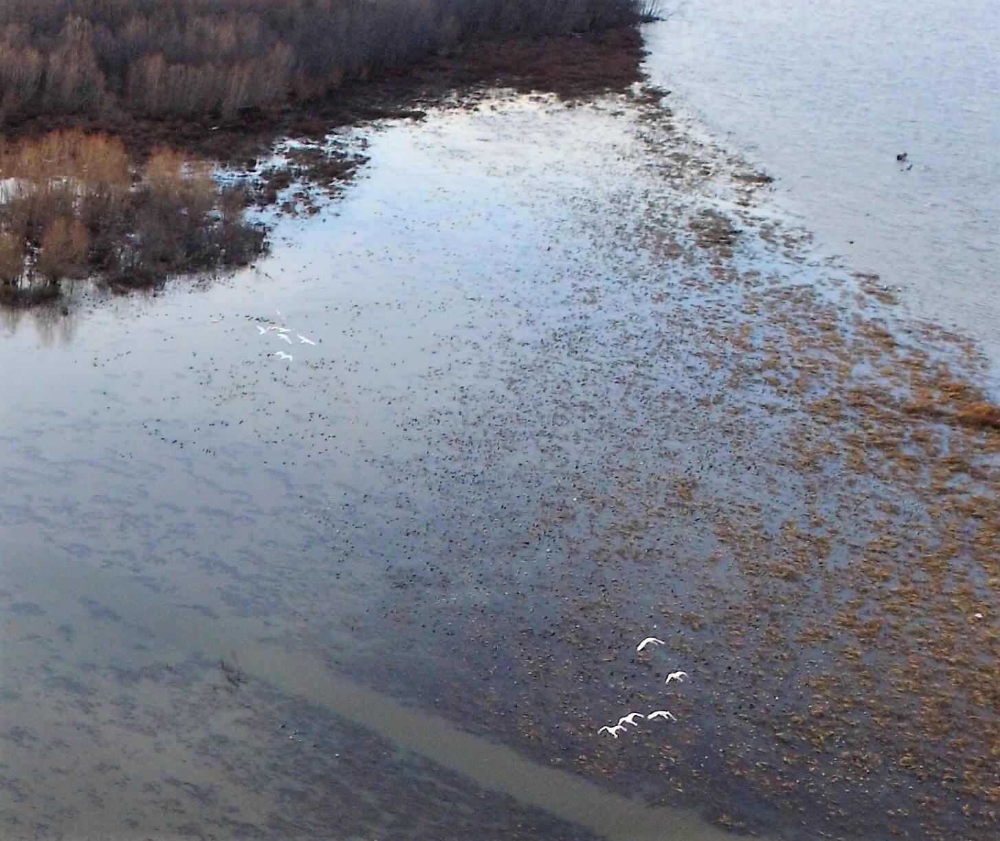 Regenerated vegetation provides forage for migratory Tundra Swans and ducks in Mel Price Pool.