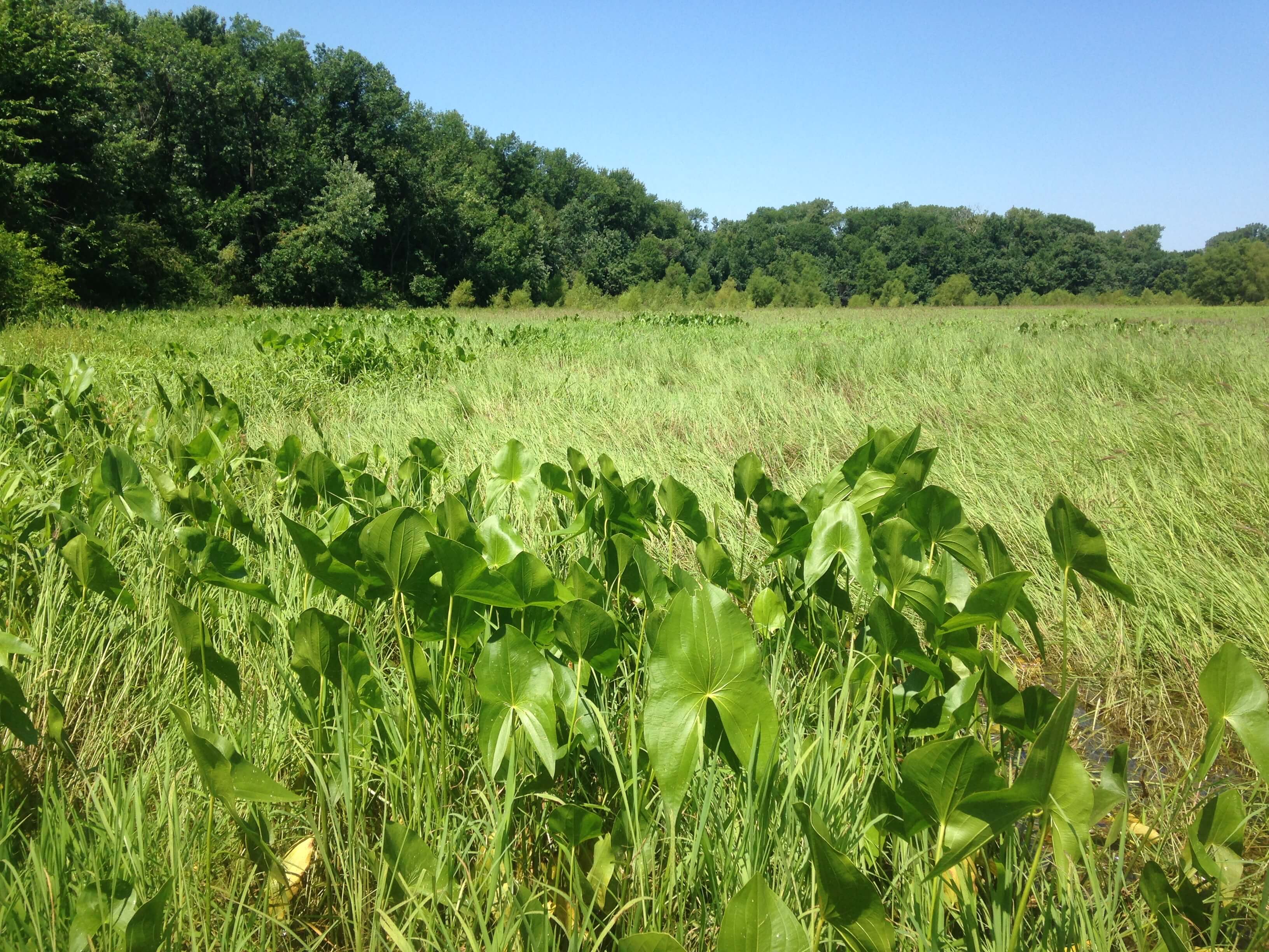 Common arrowhead returns to Mel Price Pool in a backwater area near Alton, Illinois. Beds of this perennial plant are present as a result of changes in dam operations during the summer growing season.