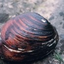 Close-up image of a freshwater mussel sitting on a rock