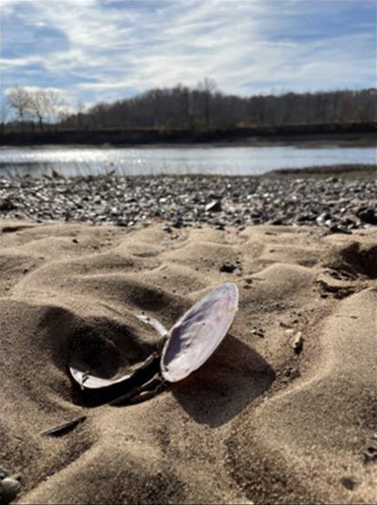 Image of a freshwater mussel on the banks of the Osage River.