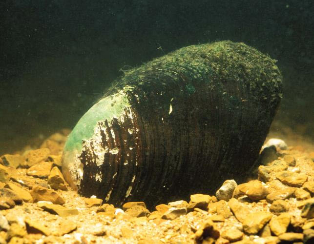 Image of a freshwater mussel in the water.