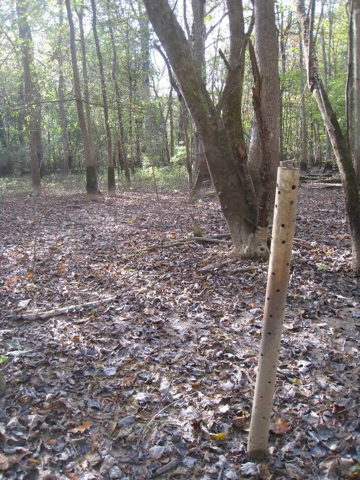 Signs of prolonged and steady inundation are often visible on the trunks of floodplain trees (see water level marks on trees to left). While some seasonal flooding is tolerated by these species, receding water levels, especially during the summer and fall, can help reduce stress on the trees.