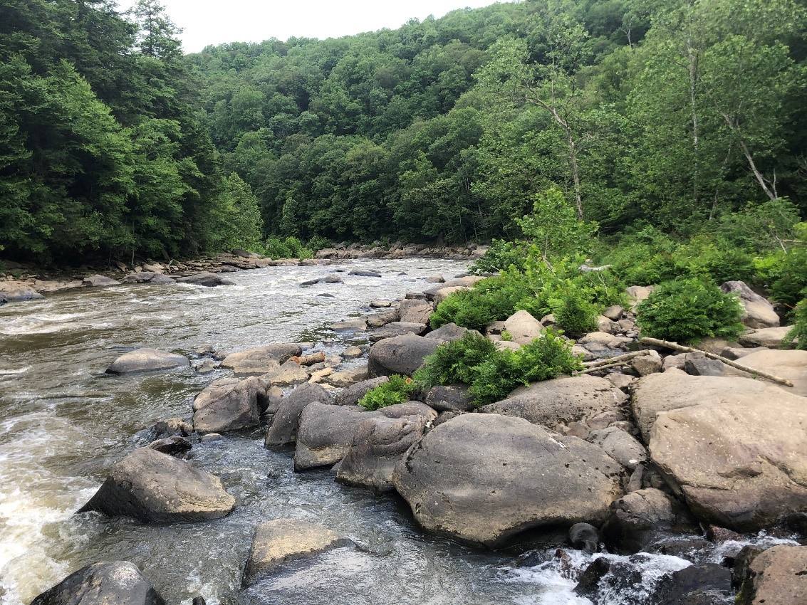The Youghiogheny is a tributary to Upper Ohio River. Photo is taken looking downstream from Dimple Rock and shows a patch of river scour habitat on the right.